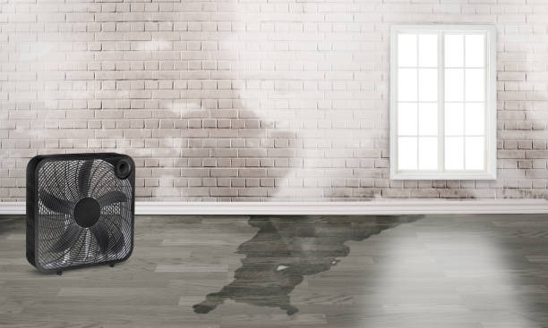 Best Commercial water damage restoration  in Crete, IL